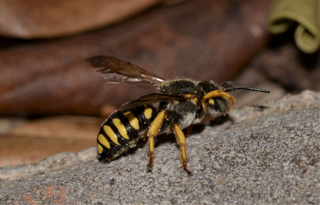 Apidae Megachilinae: Anthidium cfr. florentinum